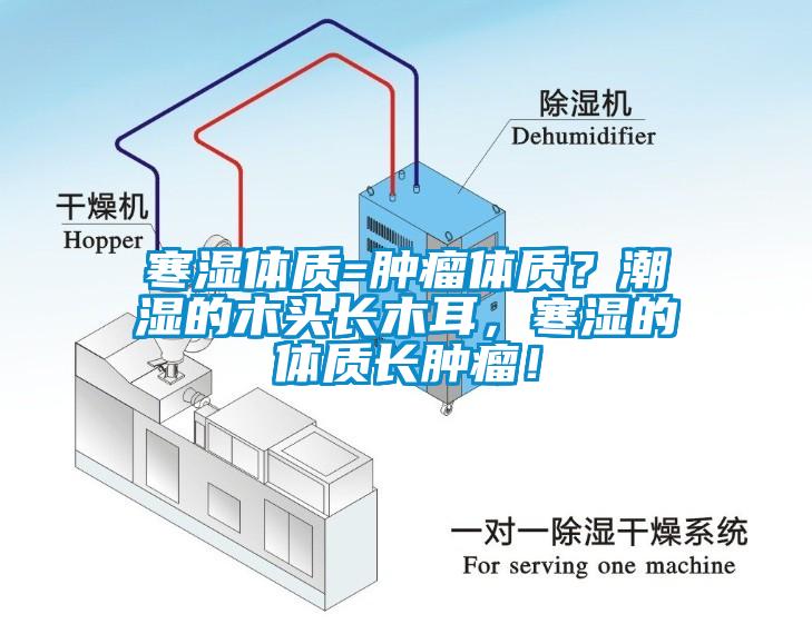 寒濕體質=腫瘤體質？潮濕的木頭長木耳，寒濕的體質長腫瘤！